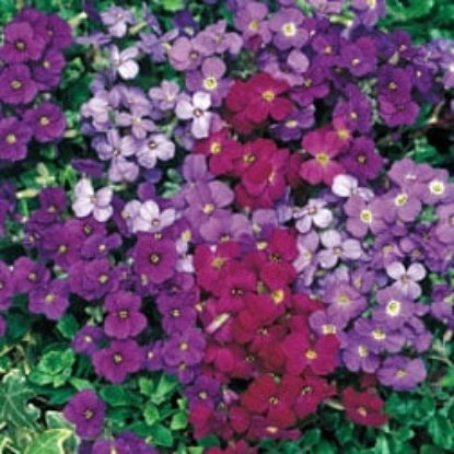 Picture of Aubrieta - Cascade Mixed